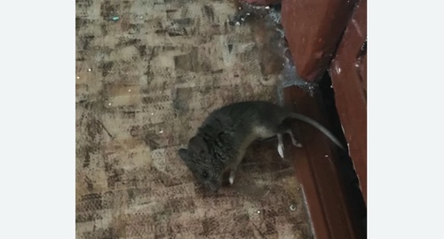 Дезинфекция от мышей в Хадыженске