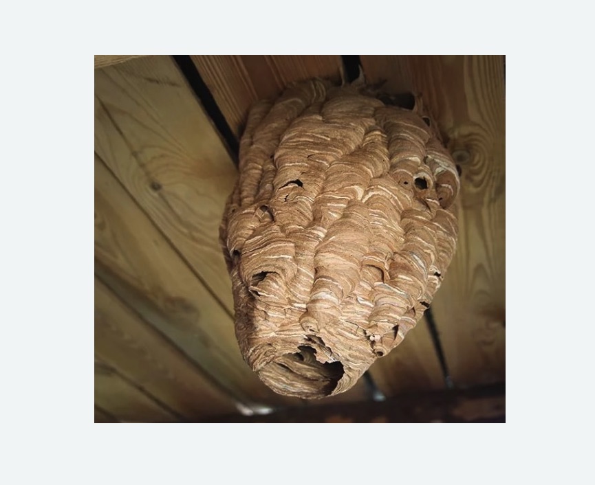 обработка от шершней в Хадыженске