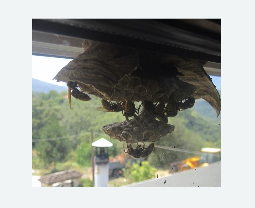 Уничтожение гнёзд шершней в Хадыженске