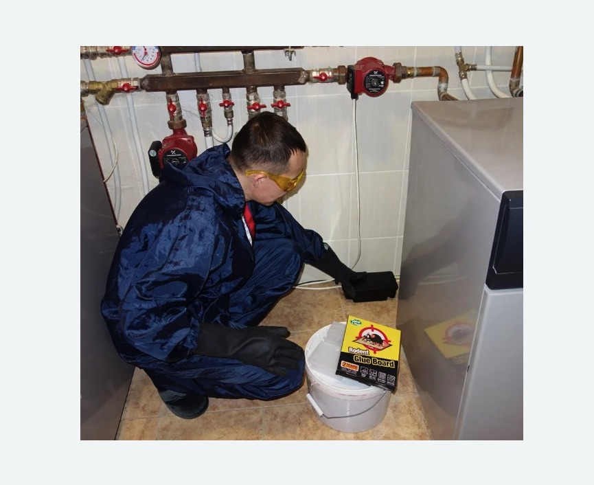 Уничтожение крыс в Хадыженске