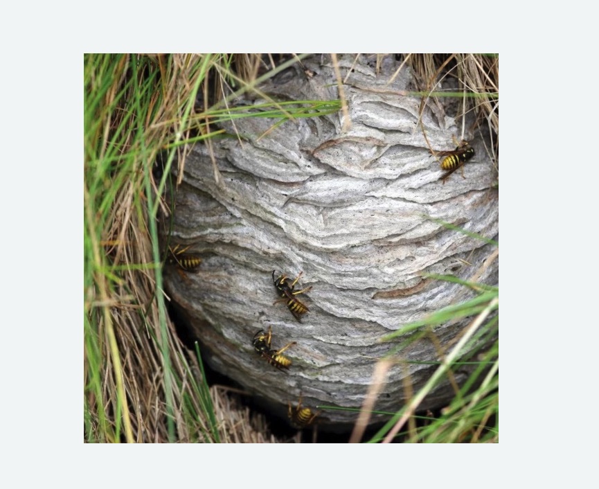 Уничтожение ос и ульев в Хадыженске